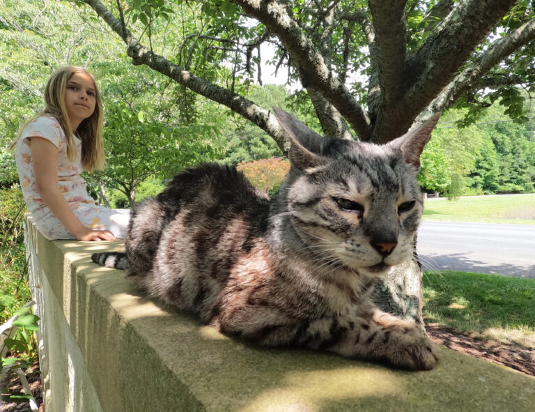 Ocean City Cat Photographer