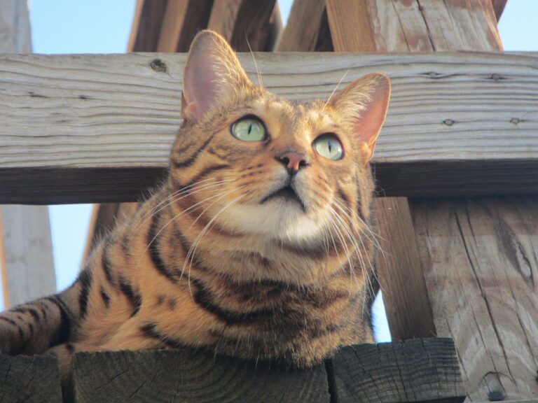 Ocean City Cat Photography