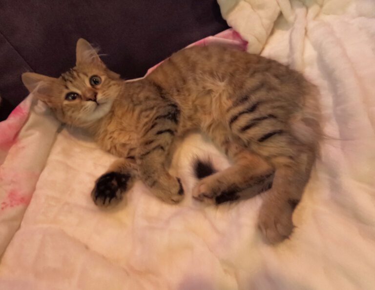 Ocean Kitty Cat Sitting CEO Ms .Maple