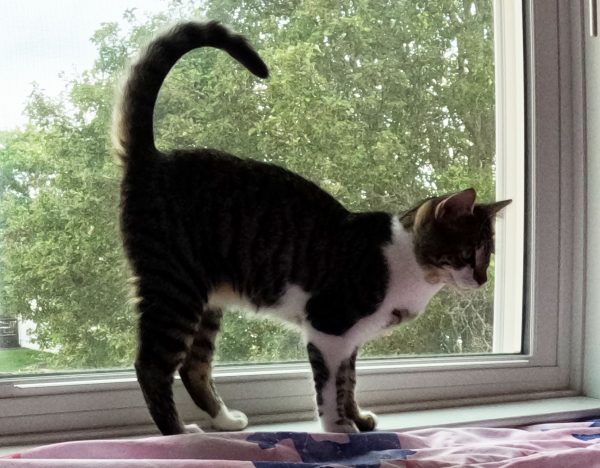 Ocean Kitty Marketing Director Dream